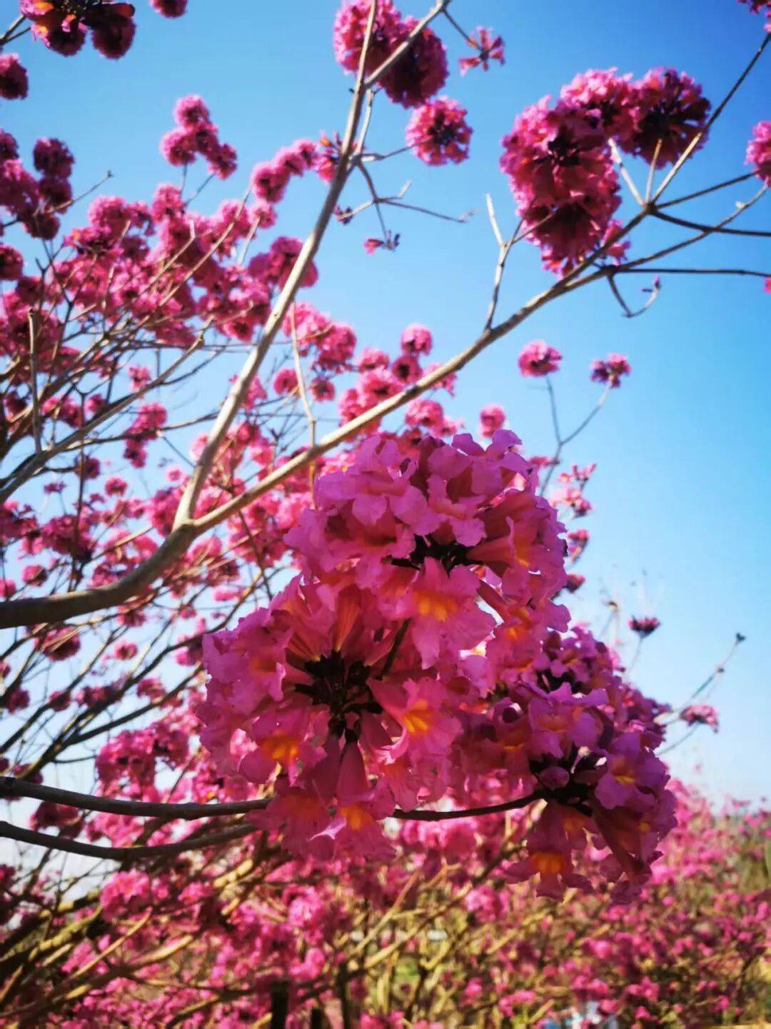 江門這些粉色花海，開了！趕快Mark住收藏→