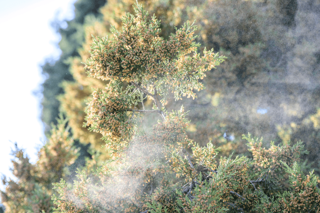 戴口罩！關閉門窗！今年提前“殺到”，多人中招！深圳網友：臉都腫了