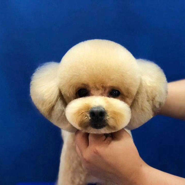 若兮寵物美容培訓 實地走訪：寵物美容中級培訓 在門店裡的真實