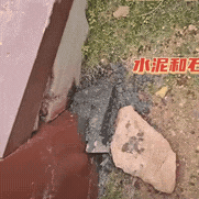 小貓被水泥封住洞口，女生邊哭邊挖：那一刻，她就是它的光